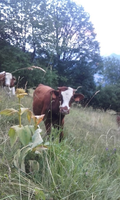 Ferme GERFAUX, Ferme Bio à Serraval