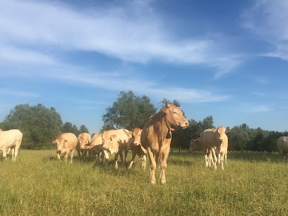 Ferme Bauduin : Boeuf Bio, Ferme Bio à Tilloy-lez-Marchiennes