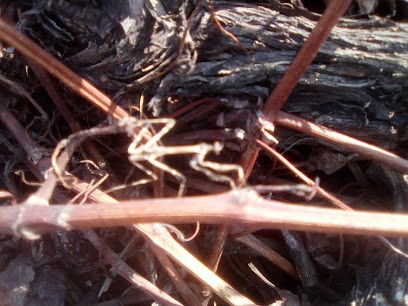Domaine Caujolle-Gazet - Vignes, Ferme Bio à Lauroux