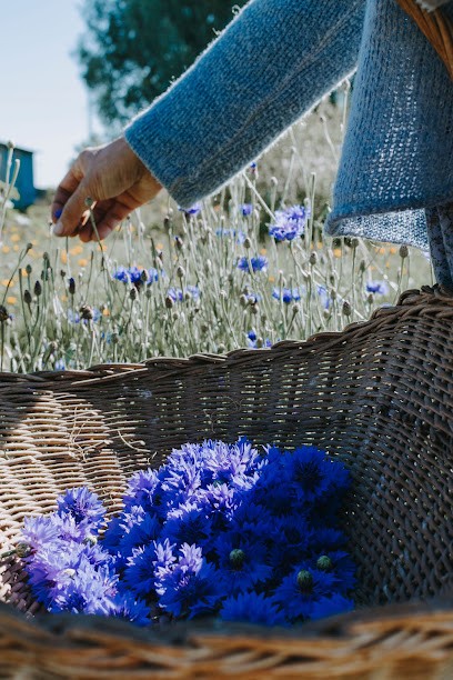 Tout Simplement, Ferme Bio à Hazebrouck