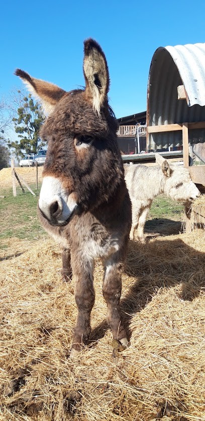Les Brebis de Cravent, Ferme Bio à Cravent