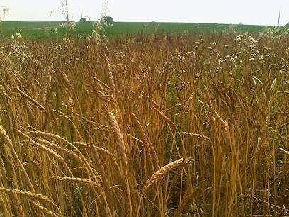 Ferme de Martigny, Ferme Bio à Colmey