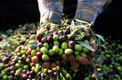 Domaine Salvator, Ferme Bio aux Mées
