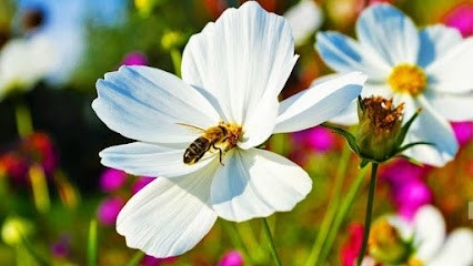 Le Chant de la Terre, Ferme Bio à Saint-Nazaire