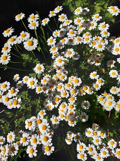 Les Jardins Des Cybarites, Ferme Bio à Vézins-de-Lévézou