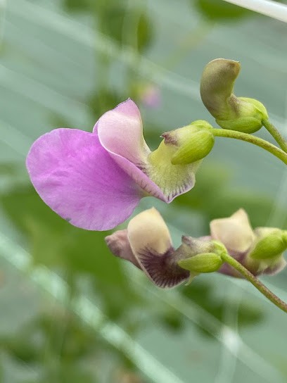 Le Potager du Lys, Ferme Bio à Granges-les-Beaumont