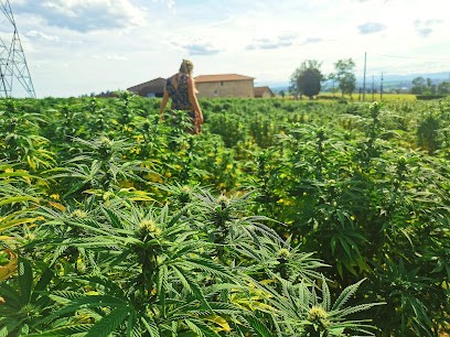 Les Plantes de Tomine - Exploitation agricole productrice de chanvre bien-être et CBD certifiée Agriculture Biologique, Ferme Bio à Montagny