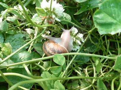 Cap'Hélix Escargots..., Ferme Bio à Goulien