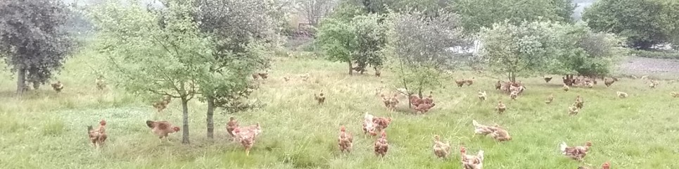 Ferme de Jérôme RENAY, Ferme Bio à Chadurie