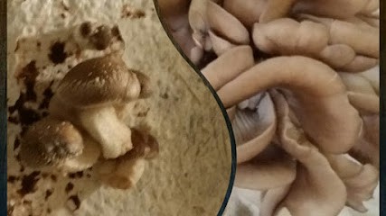 ChampiBio Mu&Co, Ferme Bio à Maynal