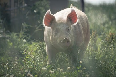 Ferme de la Chomas, Ferme Bio à Pageas