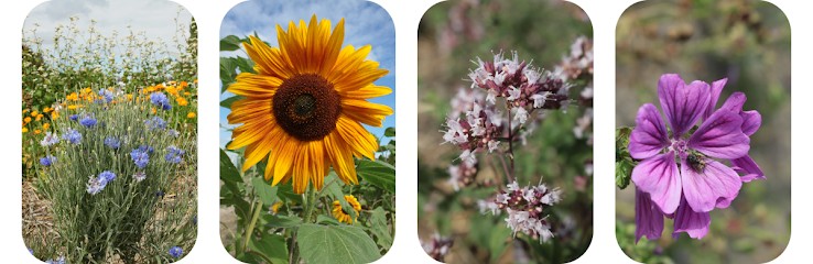 Feuilles, Fruits Et Compagnie, Ferme Bio à Saint-Hilaire-de-Chaléons
