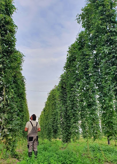 La Houblonnière de Lezerzot: Production de houblon et vente directe d'agneaux bio, Ferme Bio à Brélidy