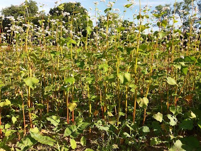 Les Jardins de Beauchêne - Pierre-Olivier Henry, Ferme Bio au Minihic-sur-Rance