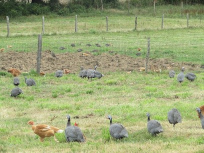 La Poule Mouillé, Ferme Bio à Plouay