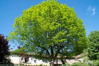 La Ferme des Simples | Production fermière bio - Chambres d'hôtes - Campement forestier, Ferme Bio à Vayres