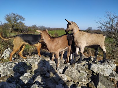 Ferme des p'tis bilounes/ La lodge de l'étoile du berger, Ferme Bio à Cenves