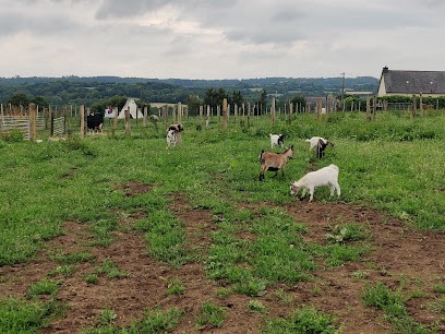 Ty Lipous, Ferme Bio à Moustéru