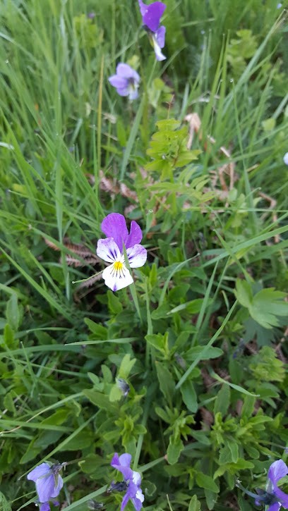 Passions Salers, Ferme Bio à Bagnols