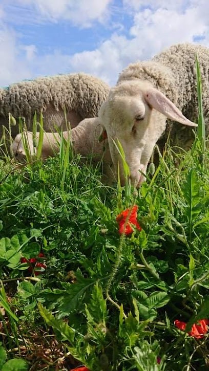 Les brebis d’iroise, Ferme Bio à Plougonvelin