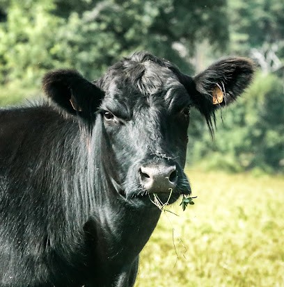 La ferme de l'Etoile Noire, Ferme Bio à Félines
