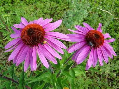 La tête en fleur, Ferme Bio à Limbrassac