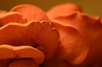 La Pleuroterie, Ferme Bio à La Harmoye