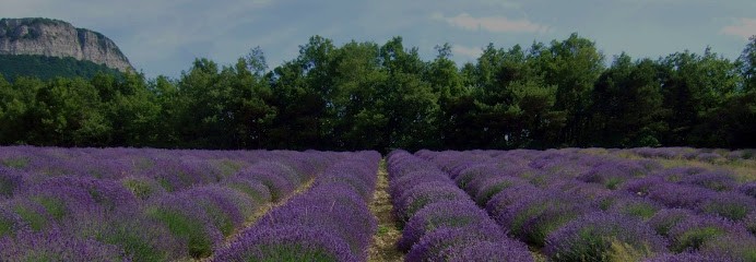 Lavandes et Compagnie, Ferme Bio à Aouste-sur-Sye