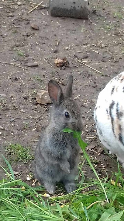 La Ferme Des Ours Gourmand, Ferme Bio à Athis-Val de Rouvre