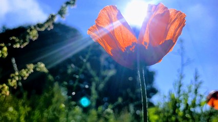 Le chant des Armoricaines, Ferme Bio à Saint-Connan