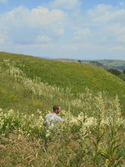 L'Art des Champs (plantes aromatiques et médicinales), Ferme Bio à Chazeaux