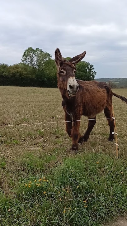 Asinerie De La Petite Creuse, Ferme Bio à Chéniers