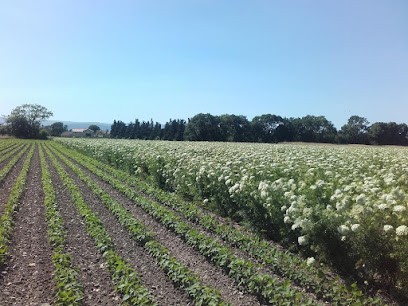 Colombet Rémi, Ferme Bio à Chabeuil