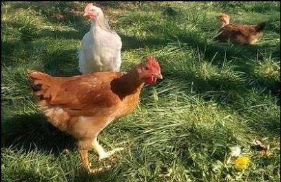 Les Jardins De Boscornut : Légumes, Oeufs, CBD Et CBG Bio, Ferme Bio à Sainte-Orse