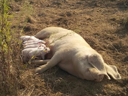 Ferme les papilles épatées-Camille Le Roux, Ferme Bio à Cintré