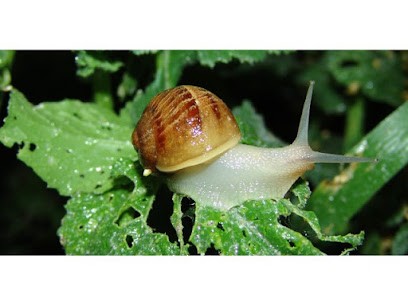 Le Petit Catalan l'escargot BIO de Perpignan, Ferme Bio à Perpignan