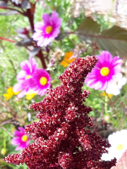 O'bienfee des plantes, Ferme Bio à Saint-Martial