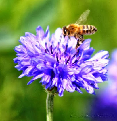 Rucher Les BLeuets, Ferme Bio à Saint-Palais-sur-Mer