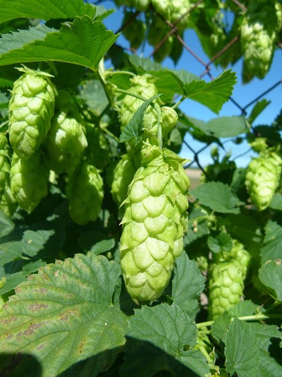 y, Ferme Bio à Aizenay