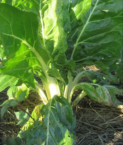 La Mare Mitonne, Ferme Bio à Isigny-sur-Mer
