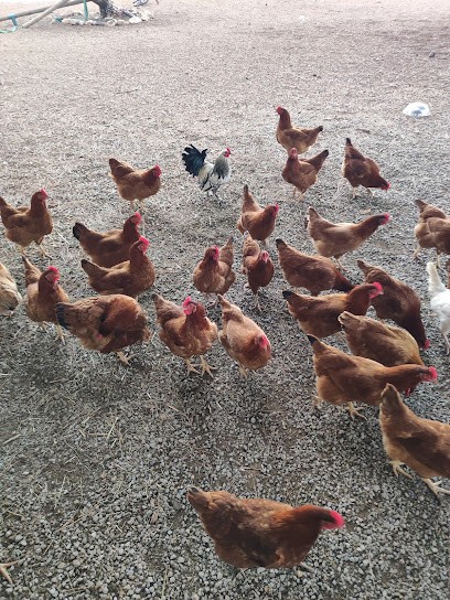 Les oeufs de Pom', Ferme Bio à Pomérols