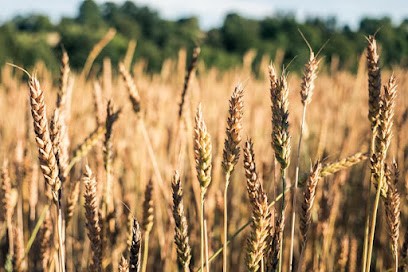 La Ferme des Sailles - Paysan Boulanger / Maraichage, Ferme Bio au Vigen