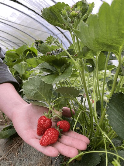 Saveurs et Couleurs, Ferme Bio à La Chapelle-Bouëxic