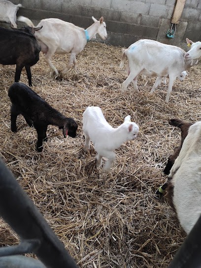 Le P'tit Mottin, GAEC De La Ferme Gourmande, Ferme Bio à Saint-Christophe-et-le-Laris