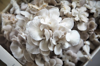 If Champignons D'Aquitaine, Ferme Bio à Port-Sainte-Marie