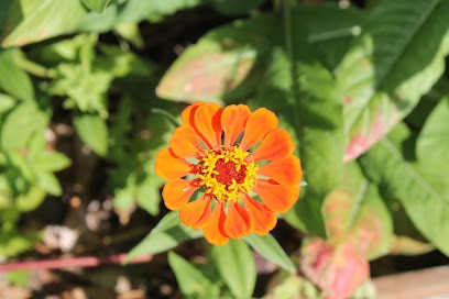 Calyce, Ferme Bio à Cabara