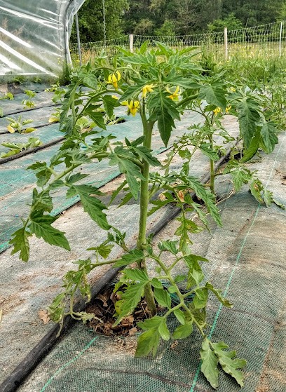 Félicien's Garden, Ferme Bio à Montpeyroux