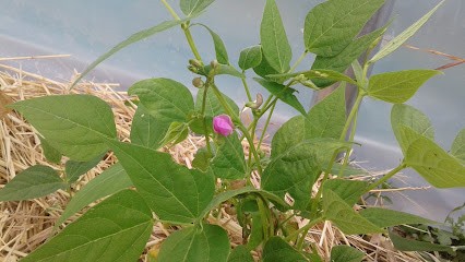 Les Pot' A.G, Ferme Bio à Maxent