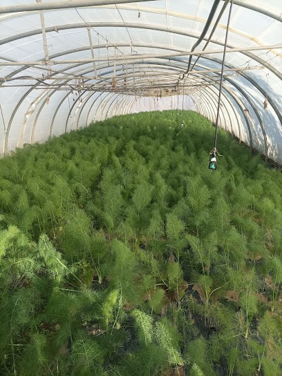 LA FERME DES RUBIO, Ferme Bio à Saint-Féliu-d'Avall