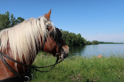 Ferme d' En Gout, Ferme Bio à Dourgne